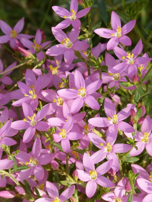 wild flowers beauty nature