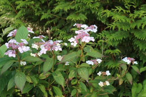 Wild Flowers