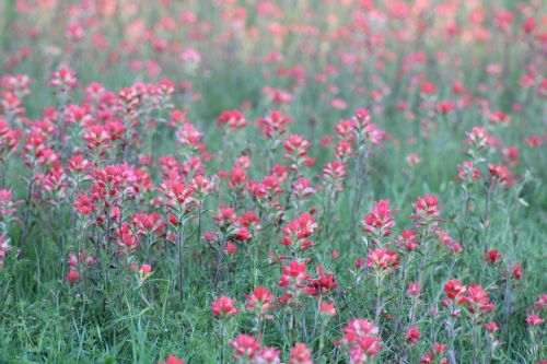 wild flowers red blooming