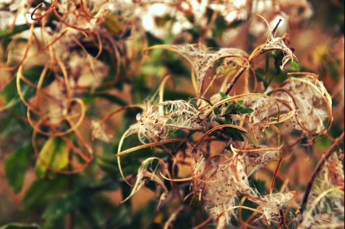 wild flowers cotton nature