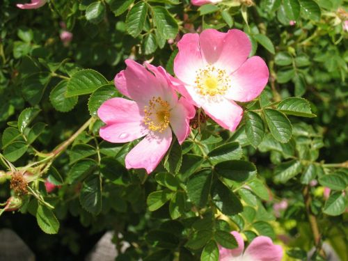 wild flowers wild rose orange