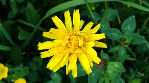 wild flowers yellow meadow