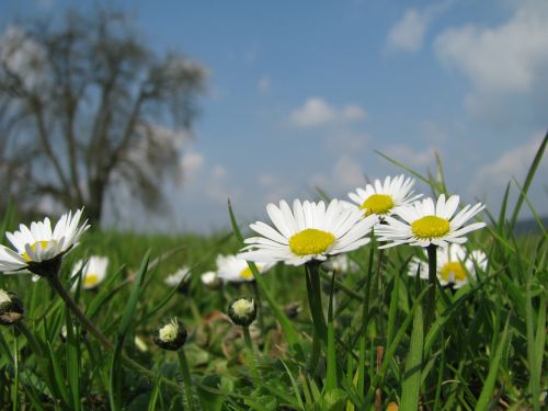 wild flowers margaret field