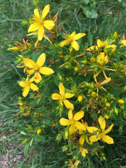 wild flowers green yellow flower