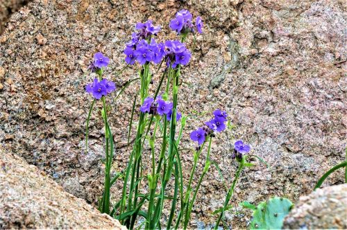 wild flowers deep blue pink granite