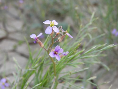 wild flowers flower wild plants