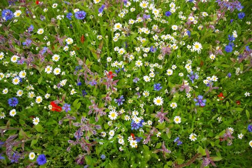 wild flowers flowers nature