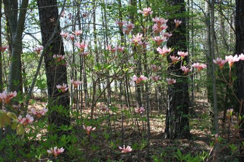 wild flowers woods environment