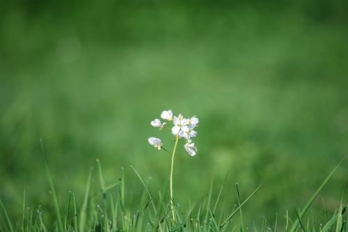 wild flowers grass blur