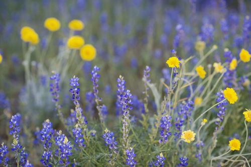 wild flowers flowers purple