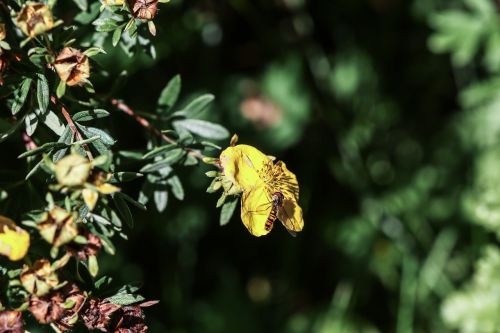 wild flowers insect autumn