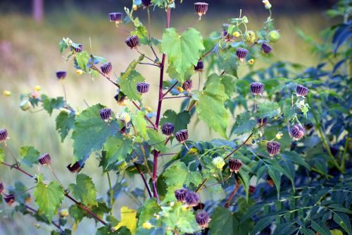 wild flowers ragworts weed