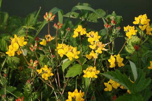 wild flowers  yellow flowers