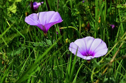 wild flowers  bells  purple morning glory