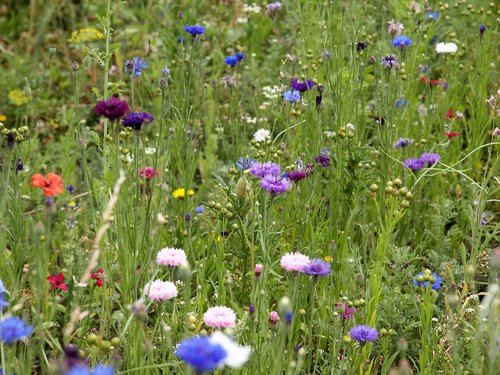wild flowers  meadow  nature