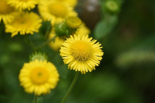 wild flowers  yellow  little flower