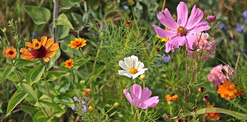 wild flowers  meadow  nature