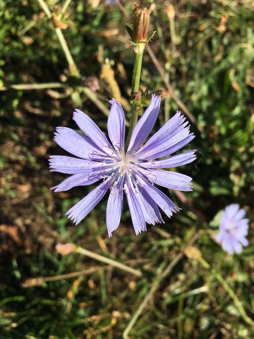 wild flowers  meadow  purple