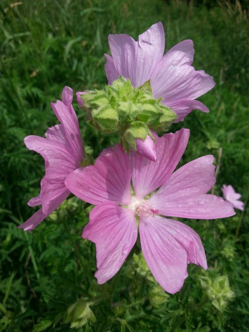 wild flowers nature beautiful