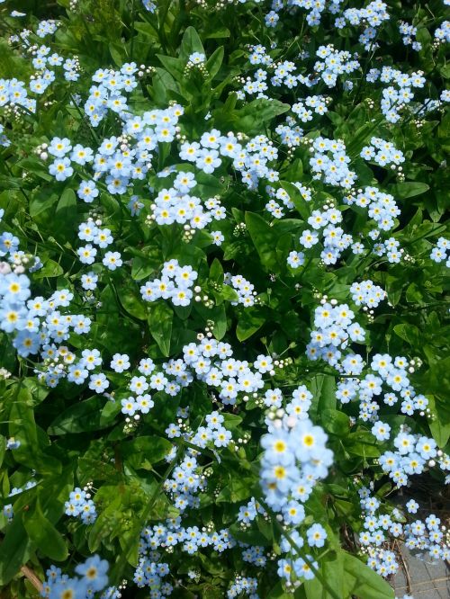 wild flowers nature beautiful