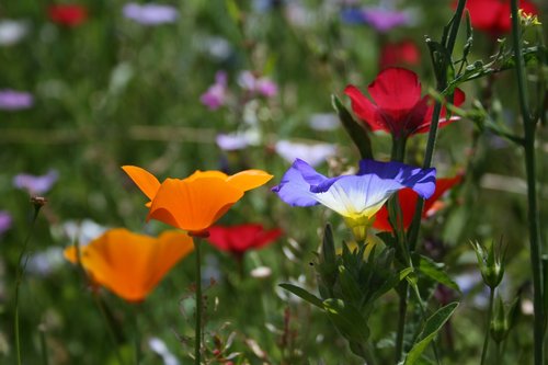 wild flowers  colorful  flower meadow