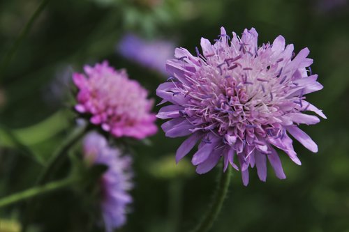 wild flowers  violet  the petals