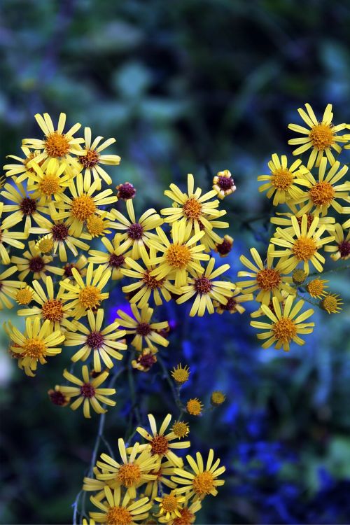wild flowers yellow nature