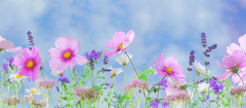 wild flowers flowers plant