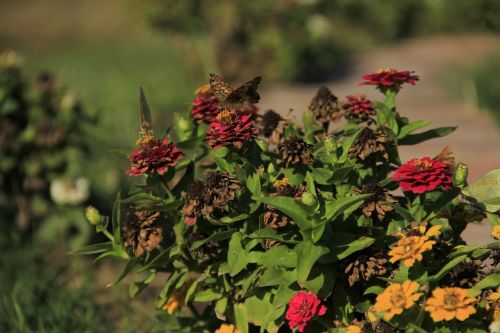 wild flowers garden flowers