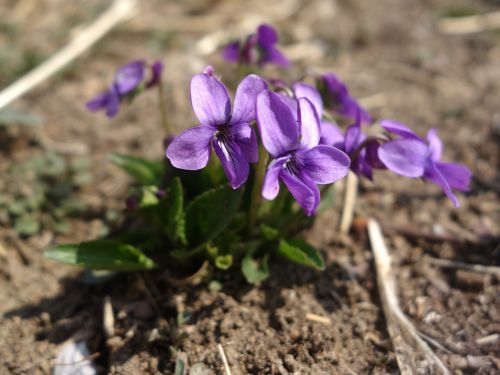 wild flowers purple flowers clay