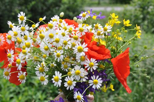 wild flowers flower bouquet red poppy