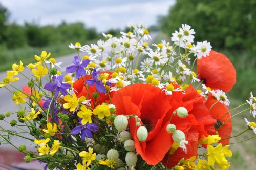 wild flowers flower bouquet red poppy