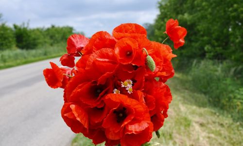 wild flowers flower bouquet red poppy