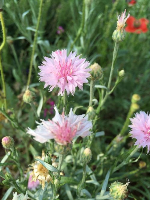 wild flowers pink flower