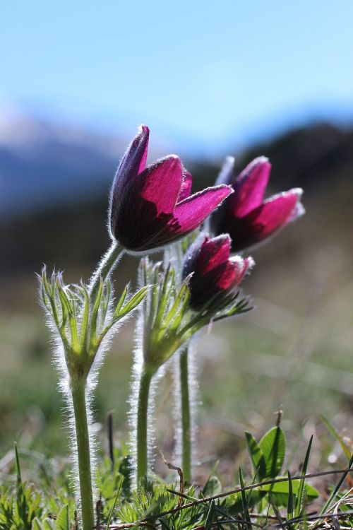 wild flowers mountain anemone