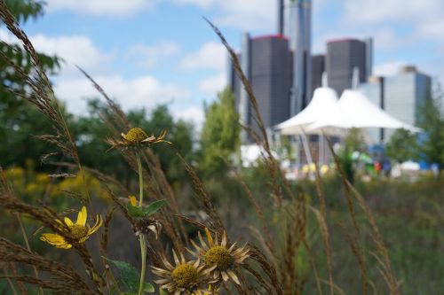 wild flowers detroit flowers