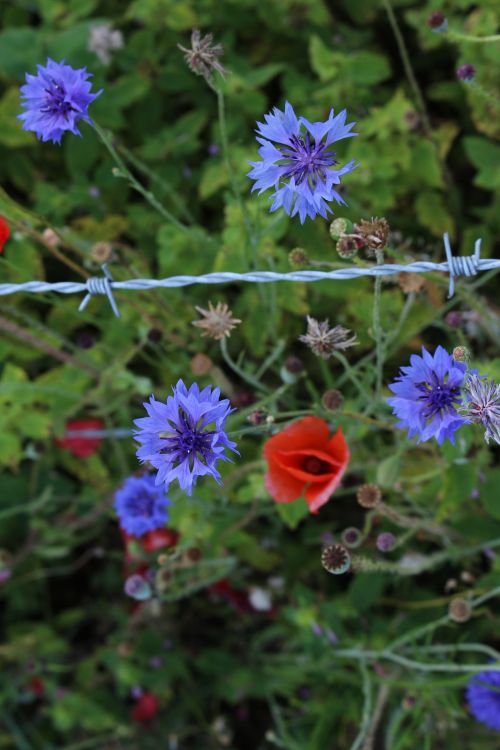 Wild Flowers Red Poppy Purple