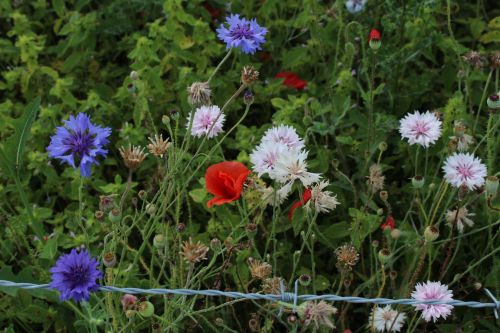 Wild Flowers Red Poppy Purple Pink