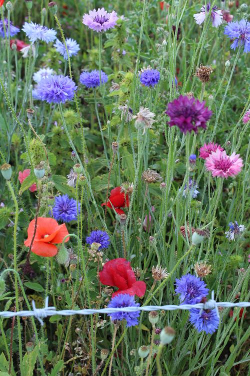 Wild Flowers Red Poppy Purple