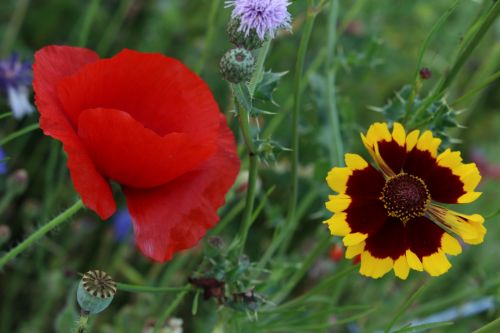 Wild Flowers Red Poppy Yellow