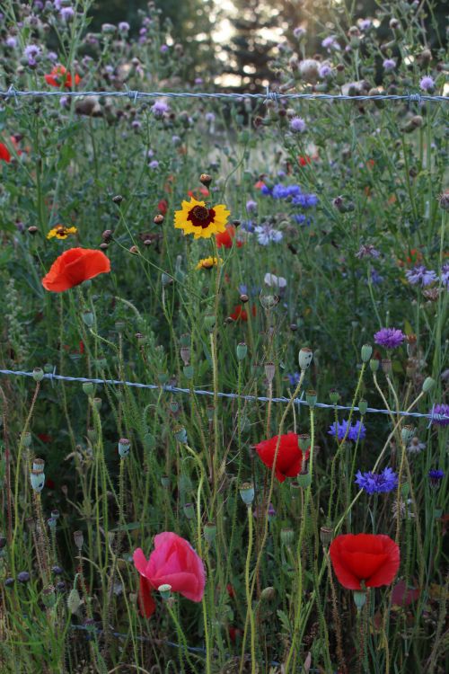 Wild Flowers Red Yellow Purple