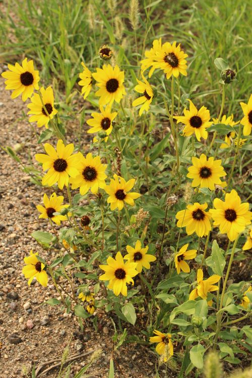 Wild Flowers Yellow Daisy