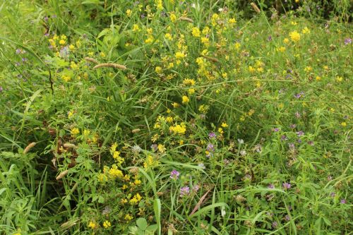 Wild Flowers Yellow Purple Grass