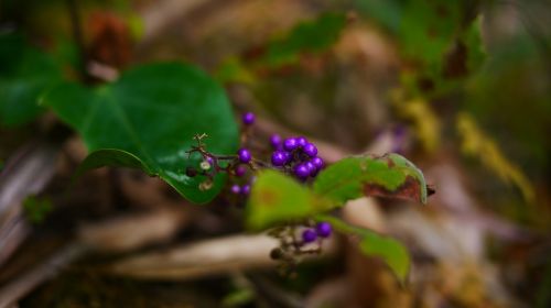 wild fruits macro purple