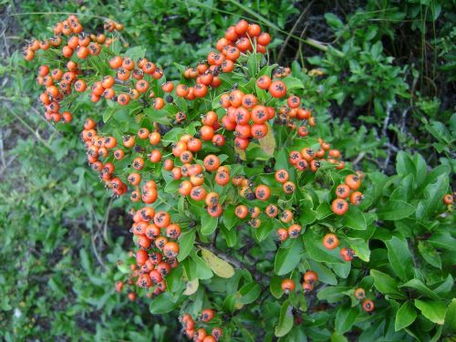 wild fruits spring nature