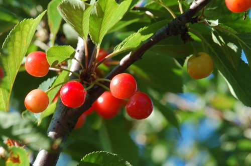 wild fruits  nature  rossi