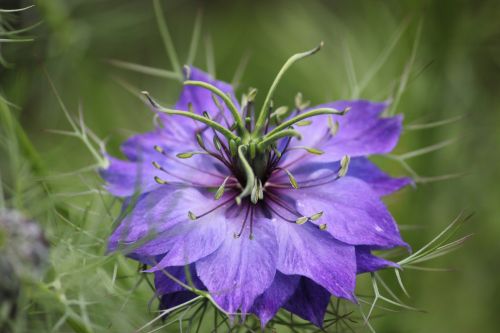 Wild Garden Flower