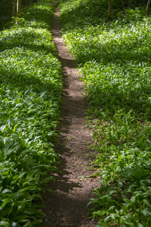 Wild Garlic