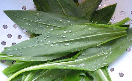 wild garlic plant green