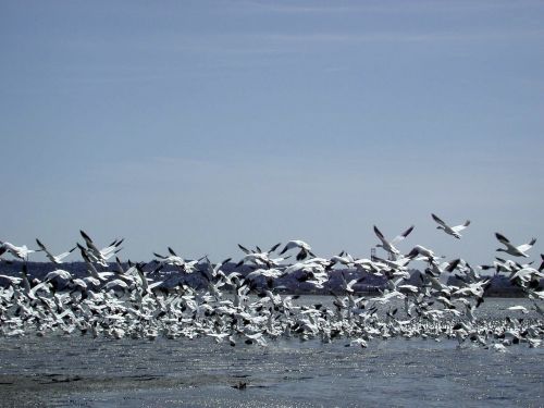 wild geese flight river